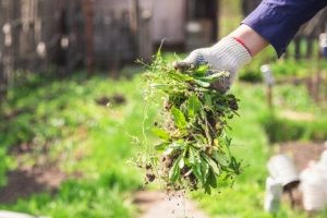 Licensed Arborist Kernersville, NC