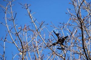 Tree Service Kernersville, NC