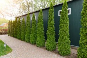 Tree Surgeon Kernersville,NC